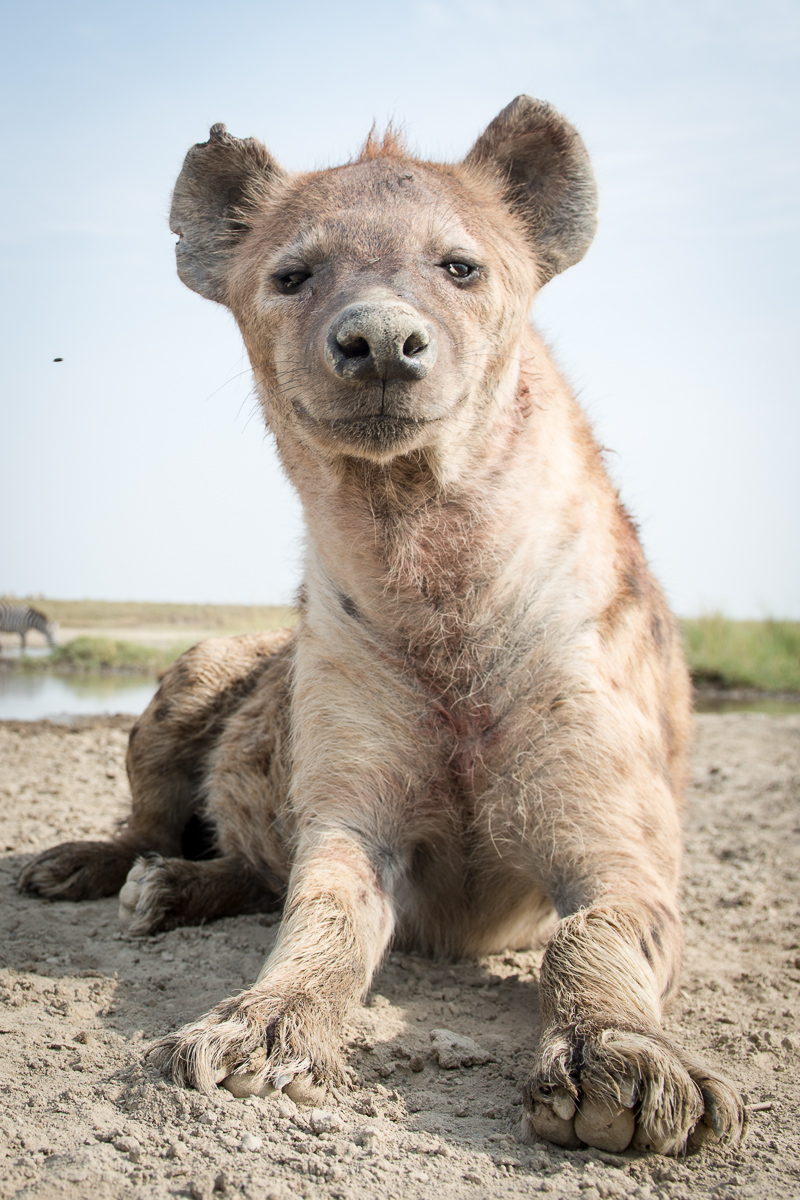 After being around the mechanical intruder for a while, this hyena lets it come within a very short distance.